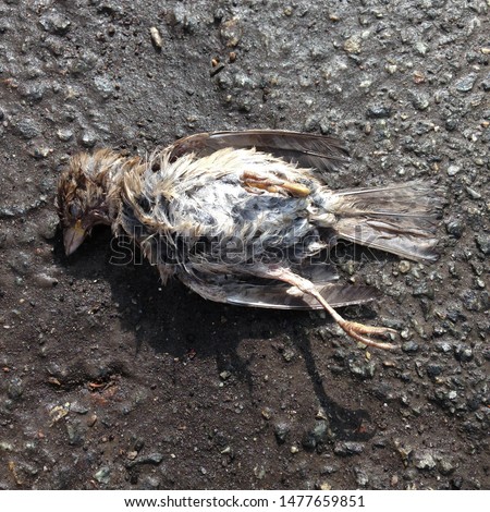 Macro photo of a dead bird. Image of a dead sparrow chick on the ground