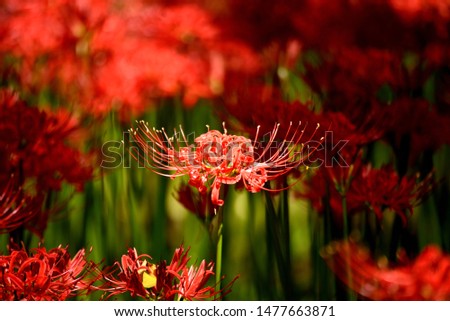 It is a picture of Japanese 
cluster amaryllis