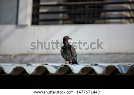 Beautiful wild pigeons sitting on the roof of the house and blurred background