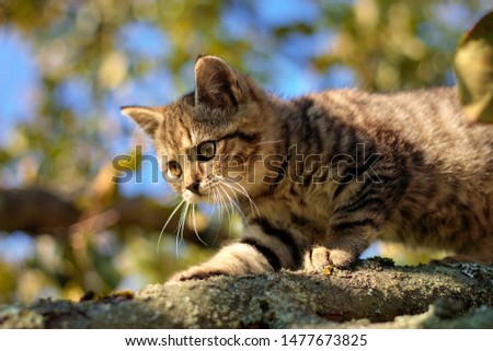 Cute tabby kitten climbs on branches of a tree, through the leaves shining through a clear blue sky, close up view, blurred background
