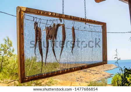 octopus hanging in Greek restaurant