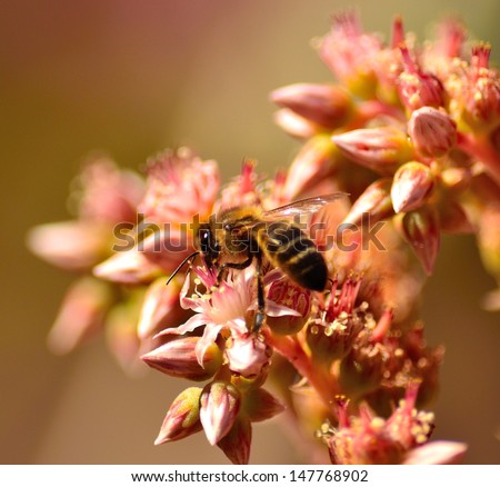 Splendid bee apis mellifera on a branch with new buds and flowers of plant  aeonium sipping its exquisite nectar of pollen, native wildflowers of canary islands, on unfocused natural background 