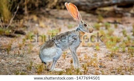 Antelope Jackrabbit - the Biggest of All North American Rabbits (Lepus Alleni) and Hares Royalty-Free Stock Photo #1477694501