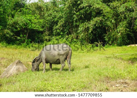 Wild water buffalo (Bubalus bubalis) grazing on a meadow.