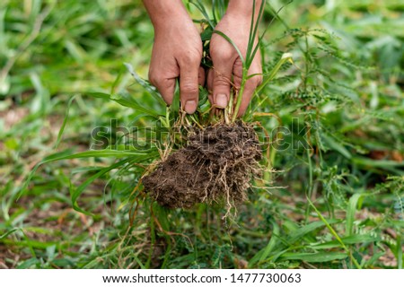 Woman's hands pulling grass with root and soil up from ground, Plucking weeds in garden