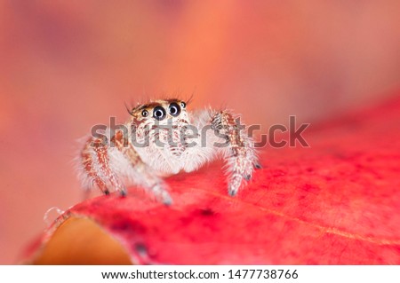 Closed up female Hyllus jumping spider