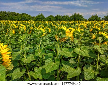 field of blooming sunflowers (back) on a background of summer blue sky