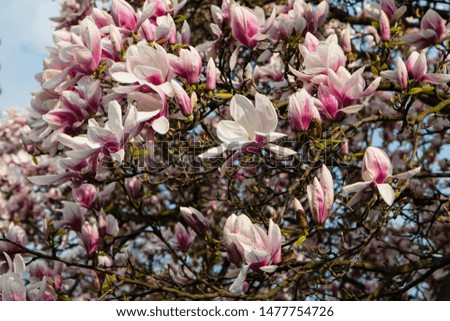 Tree of Magnolia, spring flower in park, Czech Republic, Prague