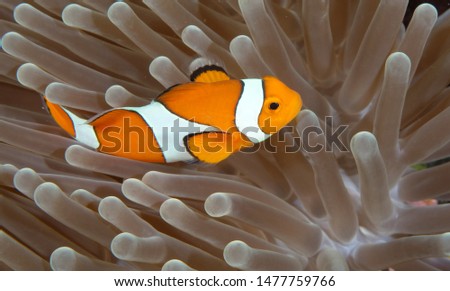 Amazing underwater world - Western Anemonefish - Amphiprion ocellaris. Clown fish in anemone house. Tulamben, Bali, Indonesia. 