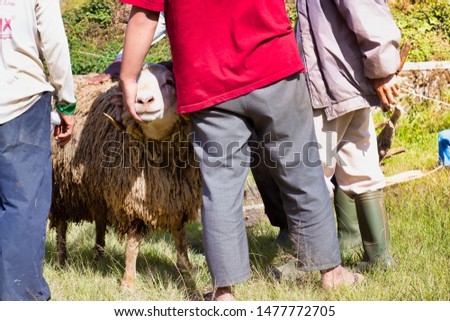 sheep held by someone's hand, in Indonesia,selective focus
