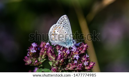 The Common Blue (Polyommatus icarus) is a small beautiful butterfly showing the underside and like the nectar from flowering oregano, Uppland Sweden