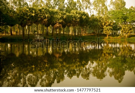 Green palm trees around a lakeshore area natural photo