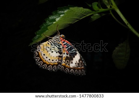 Beautiful multi-colored butterfly on the leaves, black background