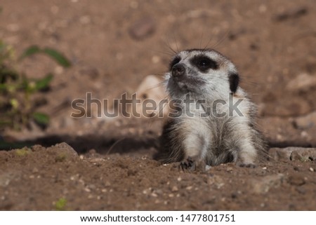 A watchful and peppy meerkat (Timon) on a sandy desert background is watching closely.