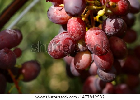 A bunch of red grapes in the garden on a sunny day. Horizontal, close-up. The concept of nature and agriculture.