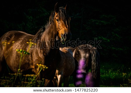 
Unique Bulgarian horses from the Rhodopes