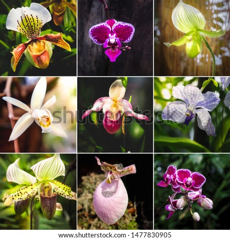 Collage from different pictures of Orchid Paphiopedilum flowers. 