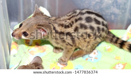 Kittens  common genet in a large basket with soft bedding, natural bright color, high contrast.
