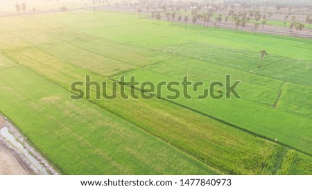 Aerial view shot from drone of the beautiful paddy fields with green young sprouts in farming organic harvest with rice line in Phetchaburi, Thailand. Close up terraced rice field in the countryside