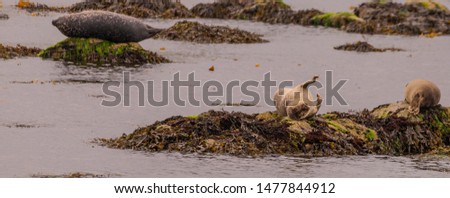 Two cute seals on rocks at the front of the picture and one lying on another rock to the side