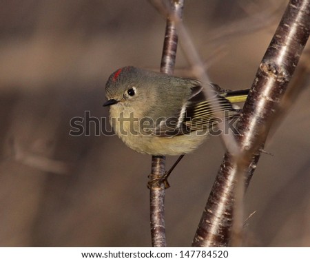 A male Ruby-crowned Kinglet (Regulus calendula) looking back.  Shot in southern Ontario, Canada. 
