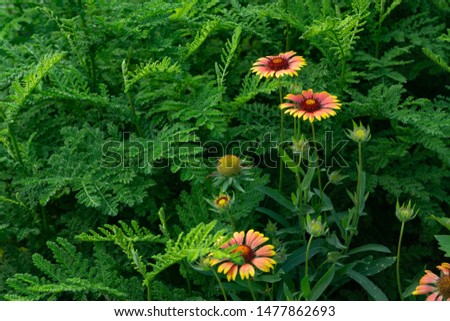 Beautiful orange garden flowers. Flowering in the Park, in the garden of lilies and Cynia.