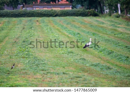 Stork  is collecting food in a field