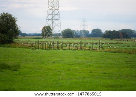 Storks  gather food on a freshly cut field