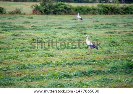 Stork  is collecting food in a field