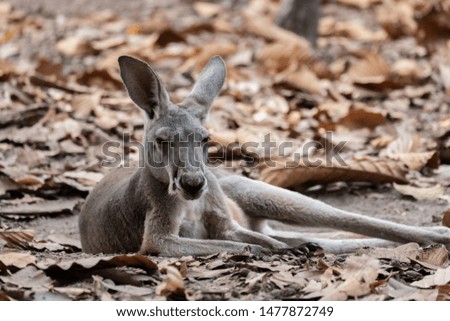 Kangaroo is the national symbol of Australia