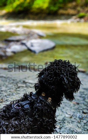 wet puppy dog on rocks shale next to creek stream
