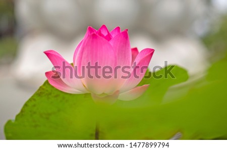 Lotus in the summer in Ha Noi, Viet Nam