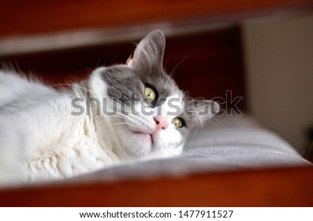 Beautiful cat lying looking towards a window...