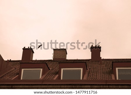 Photography of a a cloudy days and crows flying in the sky in Sweden