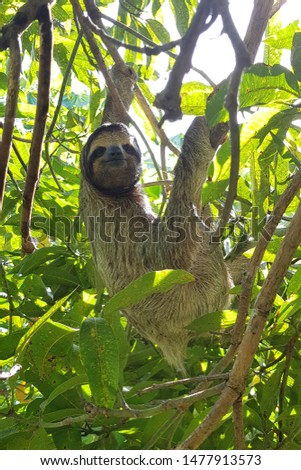 Sloth hanging a tree in Panama