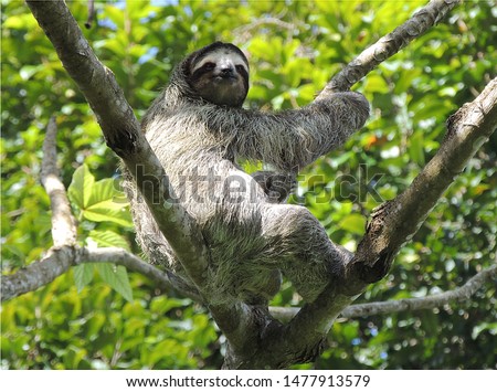 Sloth sitting in a tree in El Valle de Anton, Panama