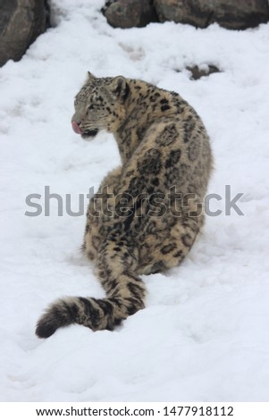 Snow Leopard in the Zoo