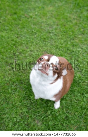 A small, funny, chihuahua dog on green grass.