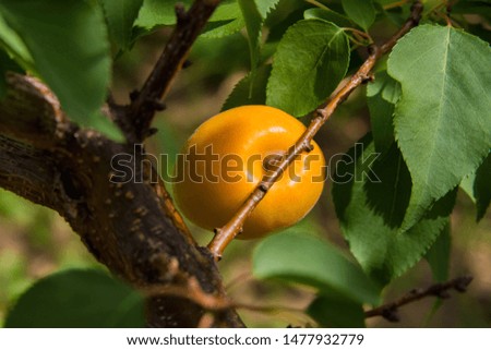 Apricot. Branch of an apricot tree with ripe apricot. Ripe apricot grow on a branch.