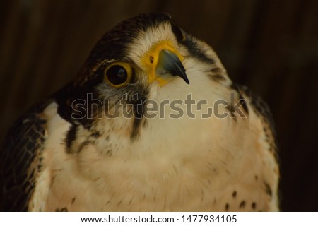 picture of  a bird of prey, falcon