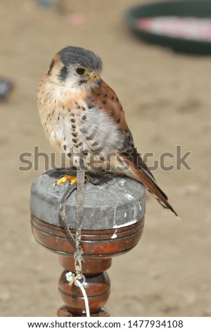 picture of  a bird of prey, falcon