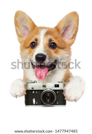 Welsh Corgi puppy photographer and camera peeps out