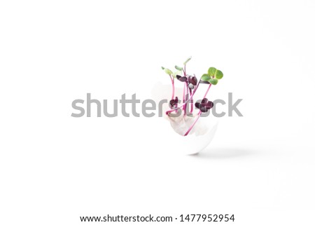 Sprouts and sprout seeds. Micro greens. Fresh sprouts of radish in eggshell on white background.