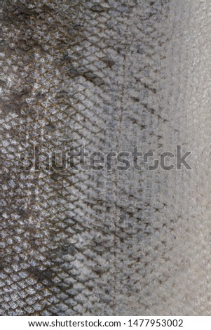 The fish scale close up. Salmon scale