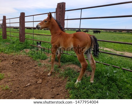 Young foal on cattle ranch