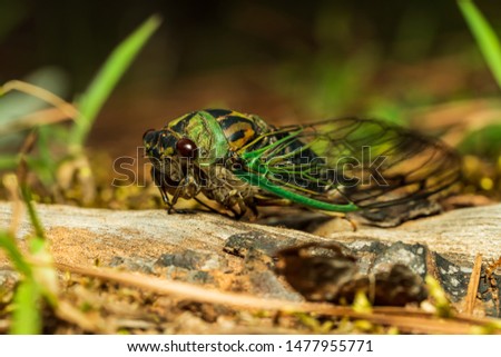 a cicada resting on a tree root