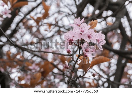 Cherry blossom in early spring on Paris streets
