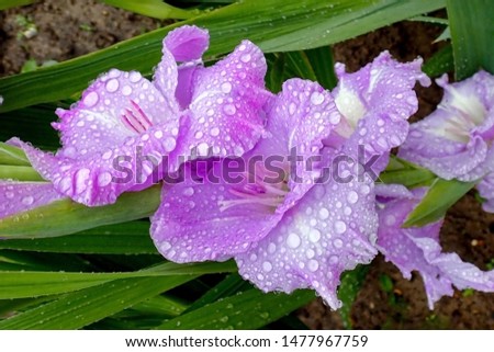 Gladiolus in the garden in the raindrops