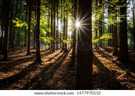 Early morning in a forest. Amazing tones of green color, sunlight and fresh air. Peaceful and relaxing scene.
