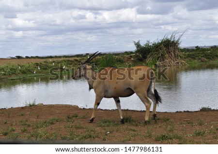 Taken at Nairobi National Park, Kenya